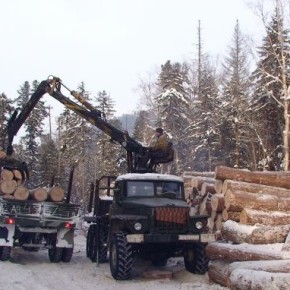 State Duma adopted the law on roundwood trade control