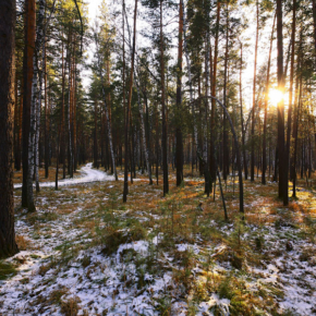 In the Forestry Department of the Siberian Federal district it held a round table with forest users