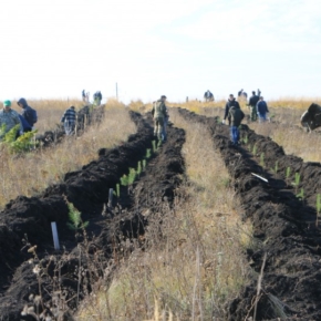 The plan for reforestation exceeded in Penza region