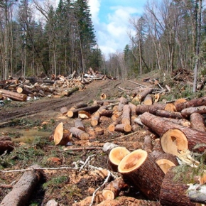ERA-GLONASS system will help to tighten control over illegal timber trafficking