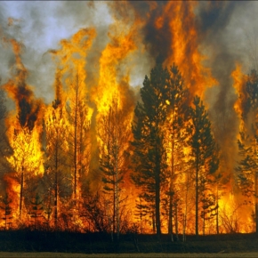 The Federal forestry agency called the number of forest fires in 2018