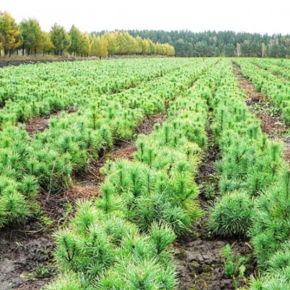 In 2019, almost 20 million trees will be planted in the Nizhny Novgorod region
