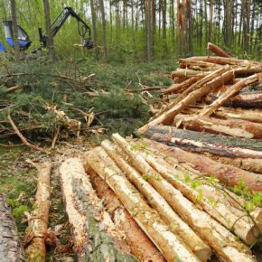 In the Yaroslavl region, they are working with unscrupulous tenants of the forest