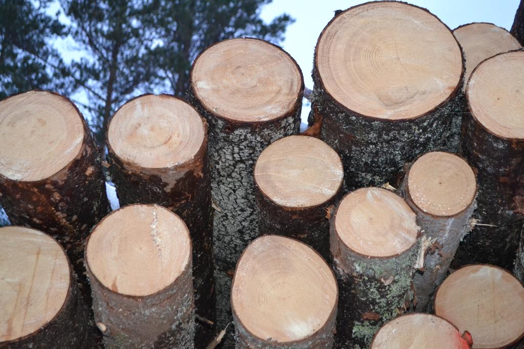 The number of users on the system LesEGAIS increased by 40 % | Timber ...