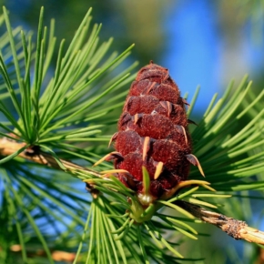 Revolution in forestry: scientists from Siberia deciphered the genome of Siberian larch