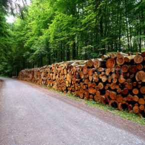 For 7 months of 2019 logging enterprises of GC "Titan" have harvested more than 2 billion cubic meters