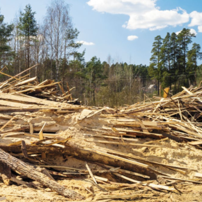 Wood processing enterprises to pay tens of millions of rubles for the damage to the soils of the Krasnoyarsk region