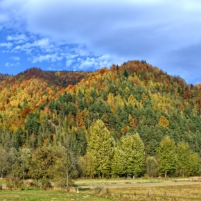 EU Commission starts online consultation on forest strategy