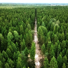 Federal Forestry Agency: the total timber resources in Russia exceed 102 billion m³, and the timber harvested in 2020 totaled 220 million m³