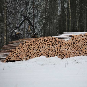 Government of the Russian Federation endorsed the procedure of determining timber properties and measuring it