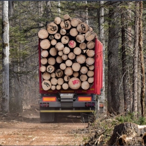 Russian timber harvesting industry: how probable is a decline in timber harvesting over the next few months?