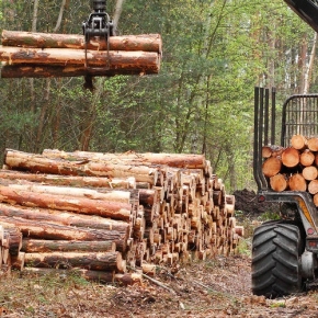 Federal Forestry Agency (Rosleskhoz) urges for reduced liability of forest users operating LesEGAIS