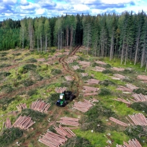 Federal Forestry Agency approved of the allocation of forest areas for Vyatsky Plywood Mill and Kondopoga Pulp and Paper Mill