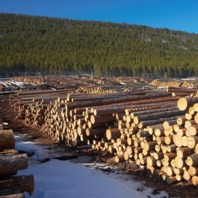Rosleskhoz: the forest industry accounted for 0.8% of the country's GDP in 2022