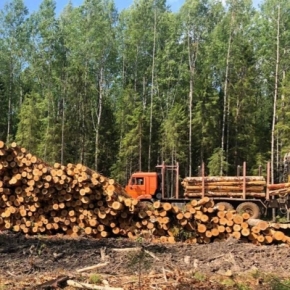 Sveza increased timber harvesting in the Perm Region