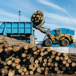 Russian timber industry in 1H 2023: cautious signs of recovery