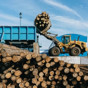 Financial performance of the Russian timber industry began to improve but is still far from the 2021 peaks