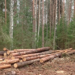 Russian budget received 26.2 billion rubles for forest use in H1 2024