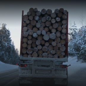 Rosleskhoz: the volume of transported timber grew by 13% in 2024