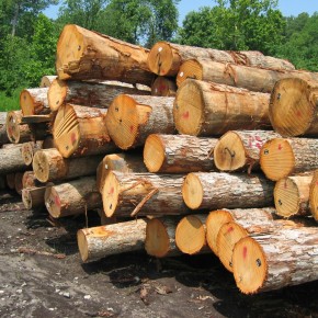 WhatWood: Снижение таможенных пошлин на круглый лес увеличило экспорт лиственных пород