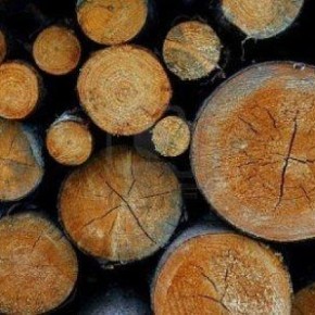 WhatWood: Цены на круглый лес в России в апреле были стабильны
