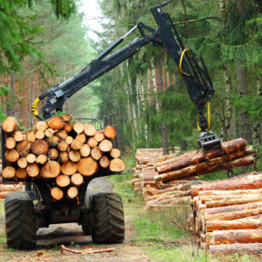 В Красноярском крае за 2018 год заготовили рекордный объем древесины