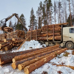В 2018 году объем торгов лесоматериалами на Санкт-Петербургской международной товарно-сырьевой бирже (СПбМТСБ) составил почти 1,4 млн кубометров
