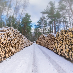 Компанию «Азия-Лес» оштрафовали за нарушение условий договора аренды лесного участка на 40 тысяч рублей