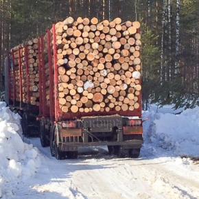 Объем незаконных рубок в лесах Кузбасса снизился на 37%