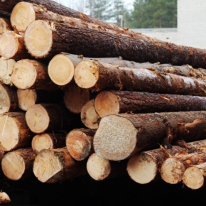 В России растут цены на круглые лесоматериалы