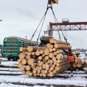 Поставки круглых лесоматериалов на деревообрабатывающие комбинаты России растут