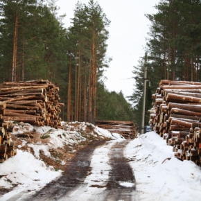 Ставки платы за лесопользование в 2021 г. будут повышены на 4%