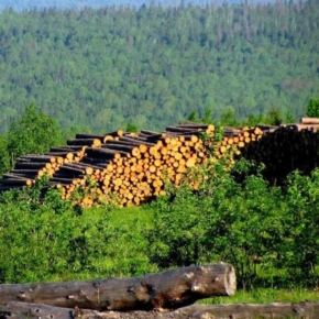 Правительство утвердило Стратегию развития лесного комплекса России до 2030 г.