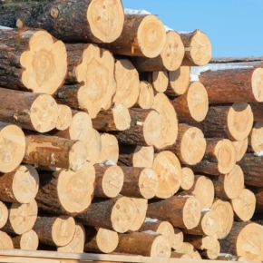 На рынке российского лесосырья сохраняется высокий спрос на хвойный пиловочник