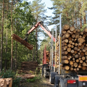 На российском рынке лесосырья сохраняется высокий спрос со стороны лесоперерабатывающей промышленности