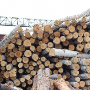 Минпромторг предлагает запретить экспорт древесины в «недружественные страны»