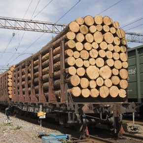 Россия ввела квоты на экспорт круглых лесоматериалов в страны ЕАЭС