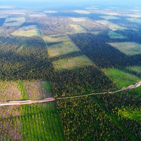 Сроки экспертизы освоения лесов сокращены с 30 до 15 дней