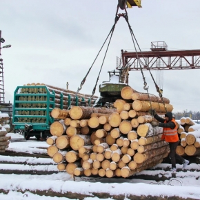 Япония запретила импорт щепы, круглых лесоматериалов и шпона из России