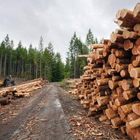 В России продолжается снижение лесозаготовки