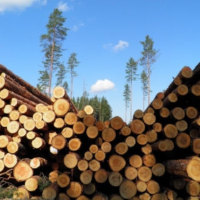 Рослесинфорг: в 1 пол. 2022 г. объем лесозаготовки в России снизился на 4,5%