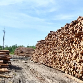 Малые и средние лесозаготовительные предприятия продолжают поставлять сырье по заниженным ценам