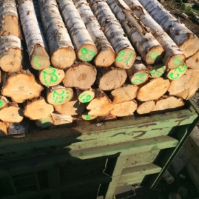 В июле 2022 г. на российском рынке лесосырья продолжается снижение цен на березовый фанкряж
