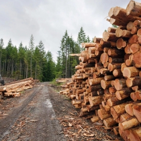 В 2021 г. объем лесозаготовки в России увеличился на 3,7%
