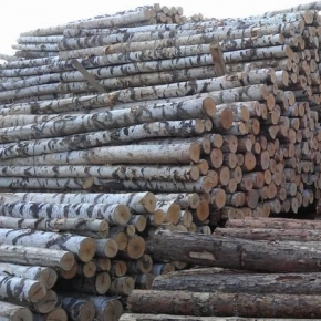 В августе на российском рынке лесосырья падают цены на балансы