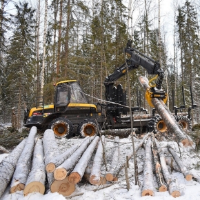 Рынок лесосырья в России 11-2022: деревообрабатывающие комбинаты затарены лесосырьем по максимуму и работают с 2-3 месячным запасом