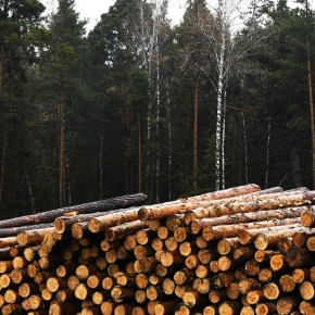 Практически все регионы скатились в зону отрицательных значений по динамике лесозаготовки