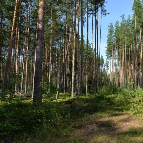 Рослесхоз наделен полномочиями по предоставлению лесных участков для приоритетных инвестпроектов