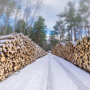 Руководитель Рослесхоза: снижение лесозаготовки в 2022 г. составило 10-15%