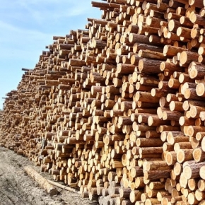 Лесозаготовители отмечают наиболее стабильный спрос в сегменте балансовой древесины